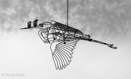 Like a bird on a wire bird on a wire